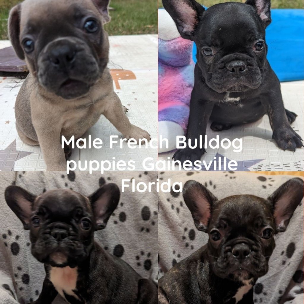 French bulldog puppies