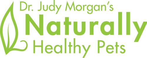 French Bulldog Puppies For Sale in Florida